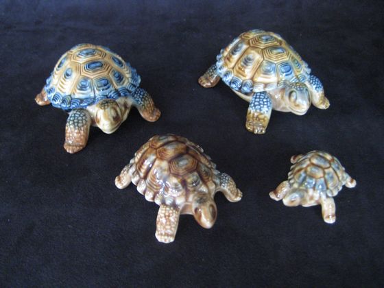Wade Tortoises   SOLD